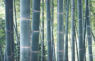 SUNTSE INTERNATIONAL - Consulting STIC - [Conseil en strat�gie]